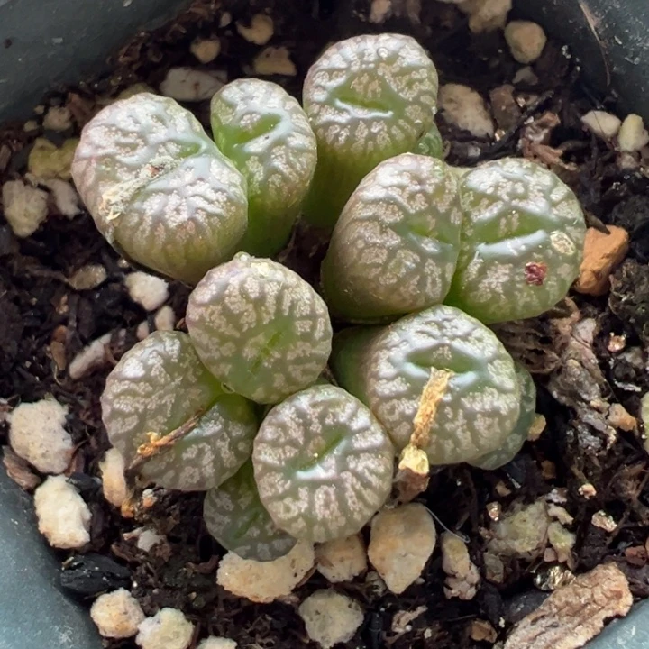 156号111111111111111