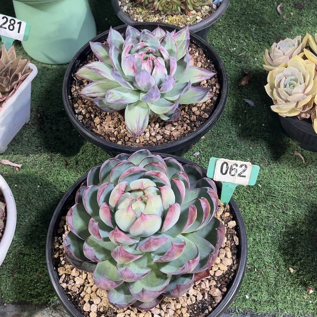 静***的惊鸿仙子多肉植物保护两颗