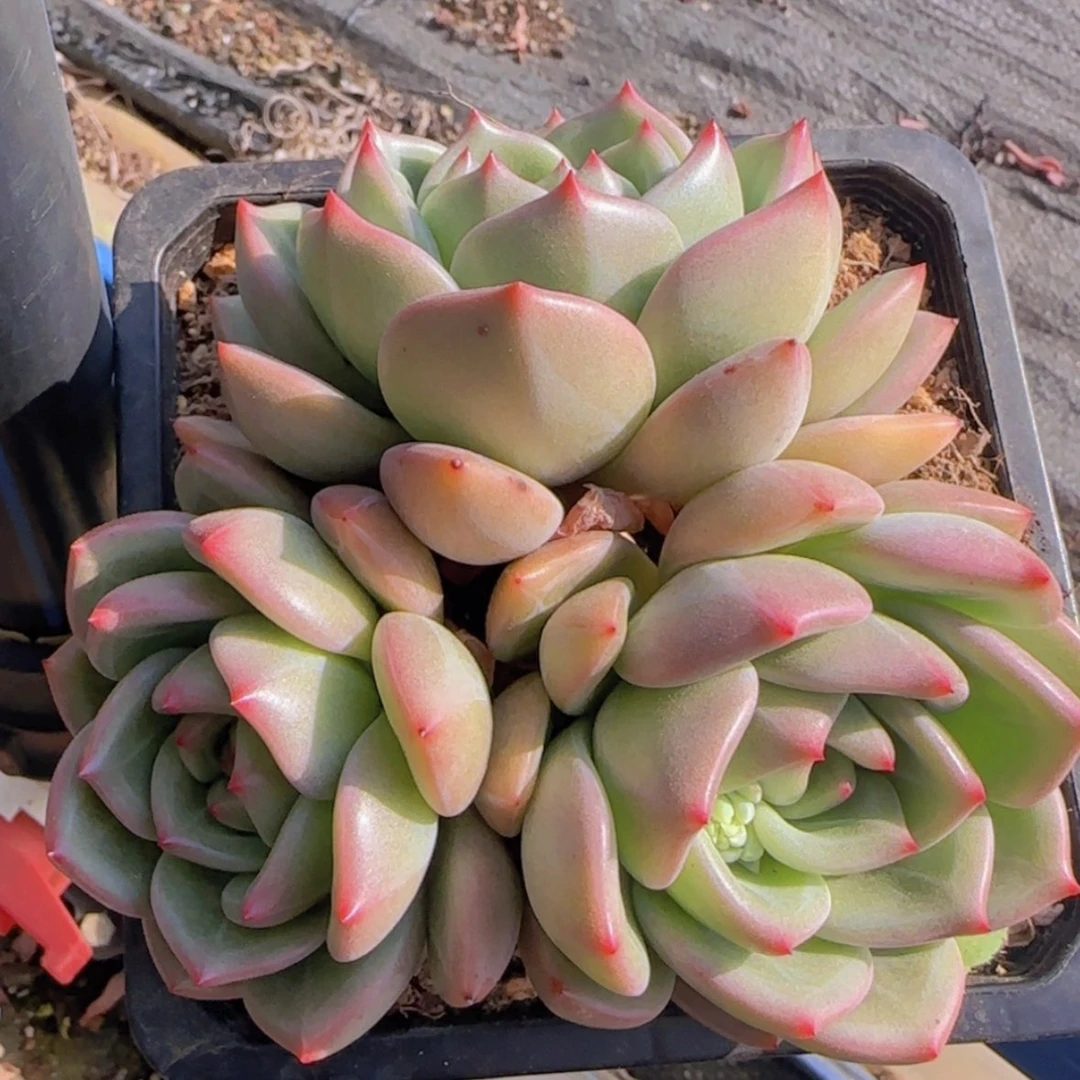 【闪购商品】三头伊丽莎香槟