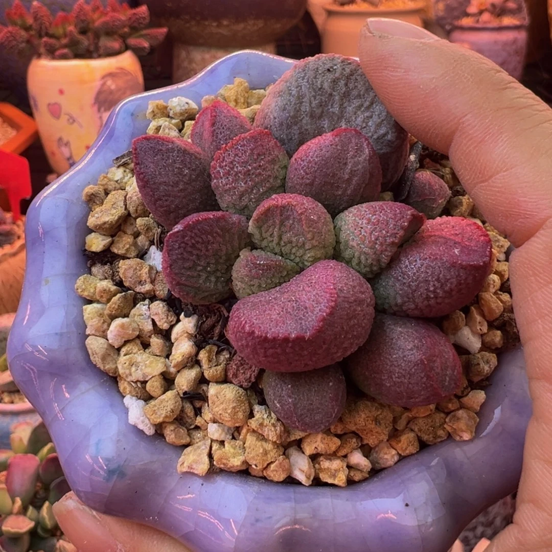 ****噜好吧我也不知道怎么办呢