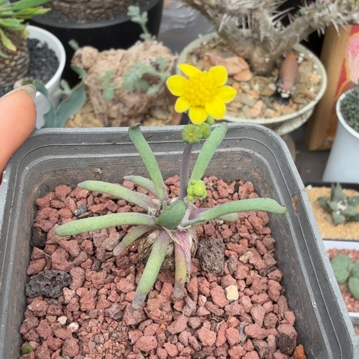 何丽厚墩菊（满28包邮）