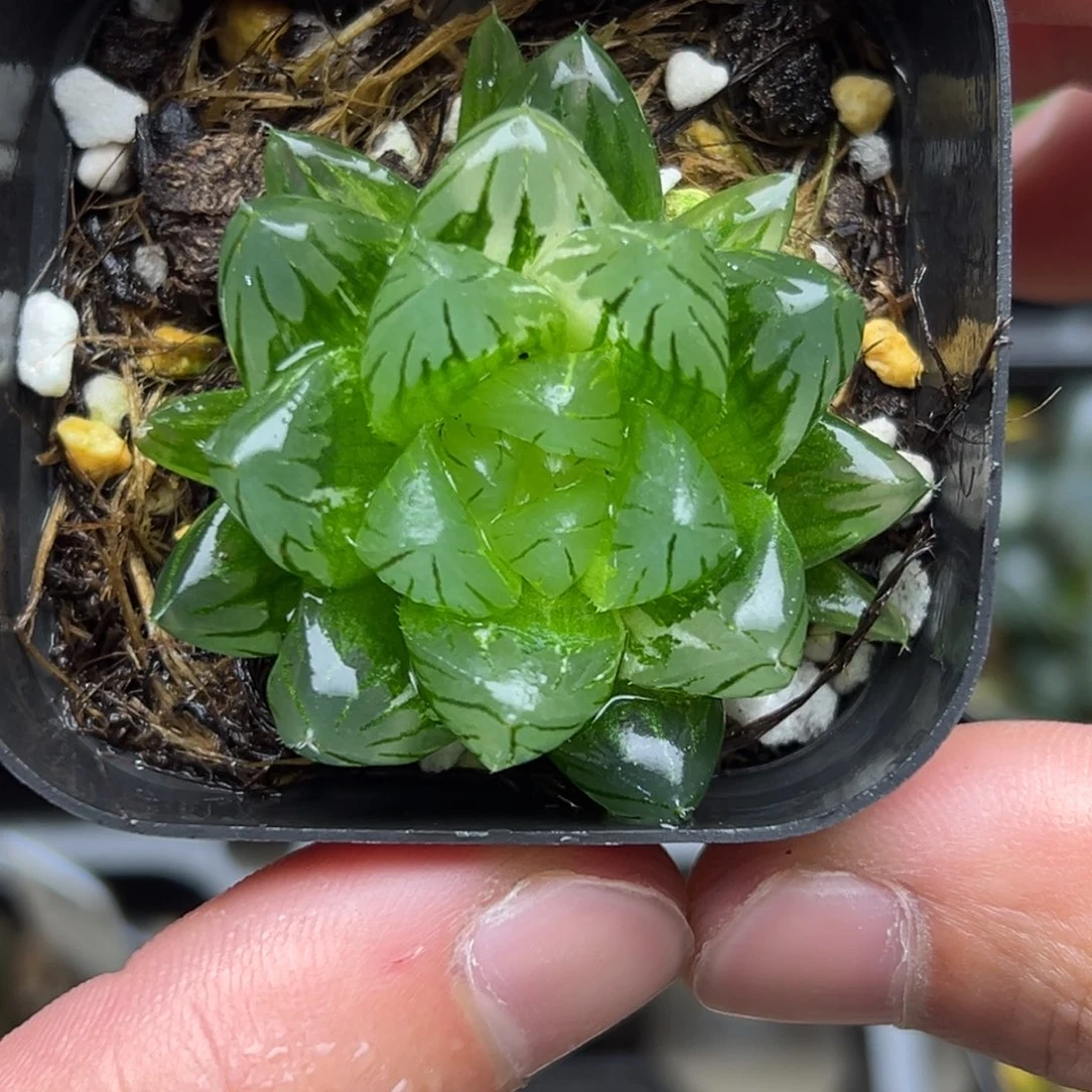 89龙鳞玉露锦一物一拍