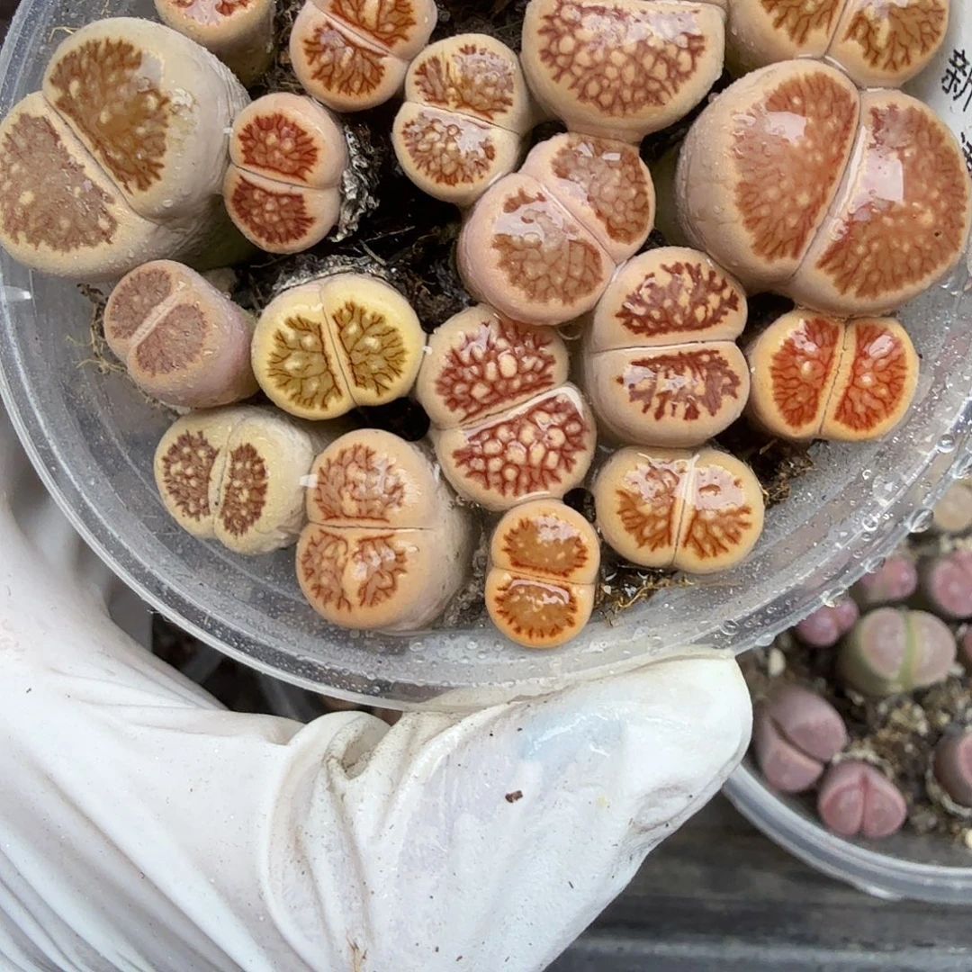 是一个不想被爱包围了吧718哈哈