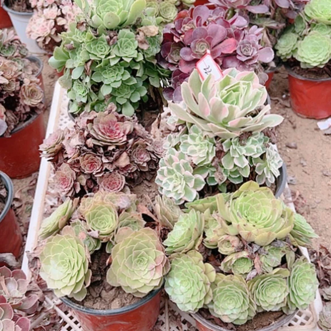 【闪购商品】无花朵花**站22号套餐6颗断枝不包