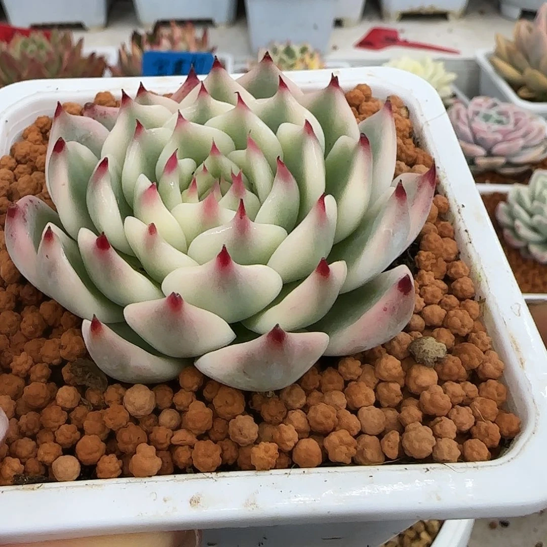 大*023吉娃娃锦多肉植物