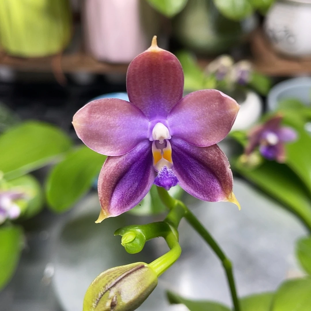 完全开放鱼鱼交蓝鸟