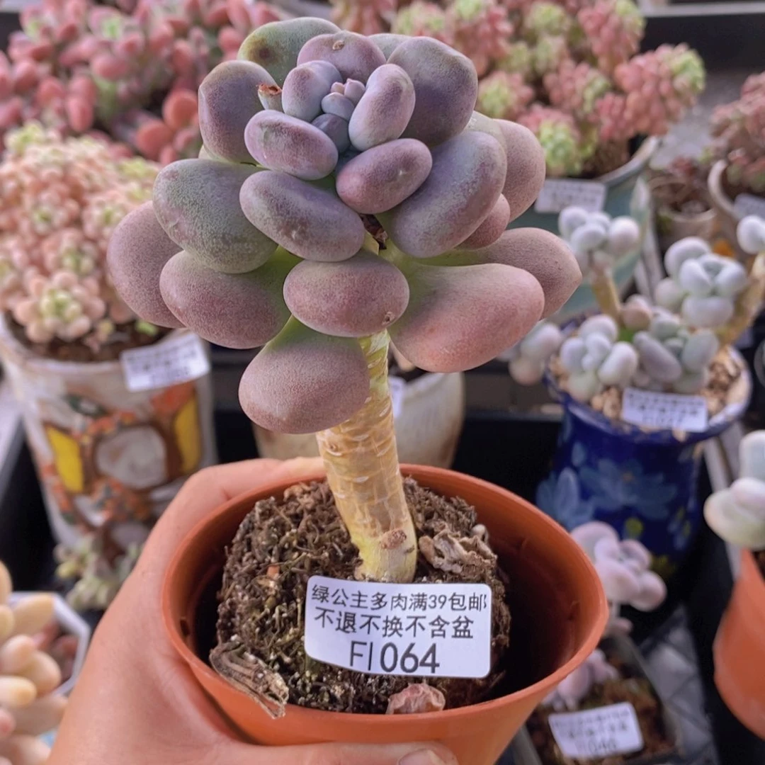 月美人单头1064多肉植物