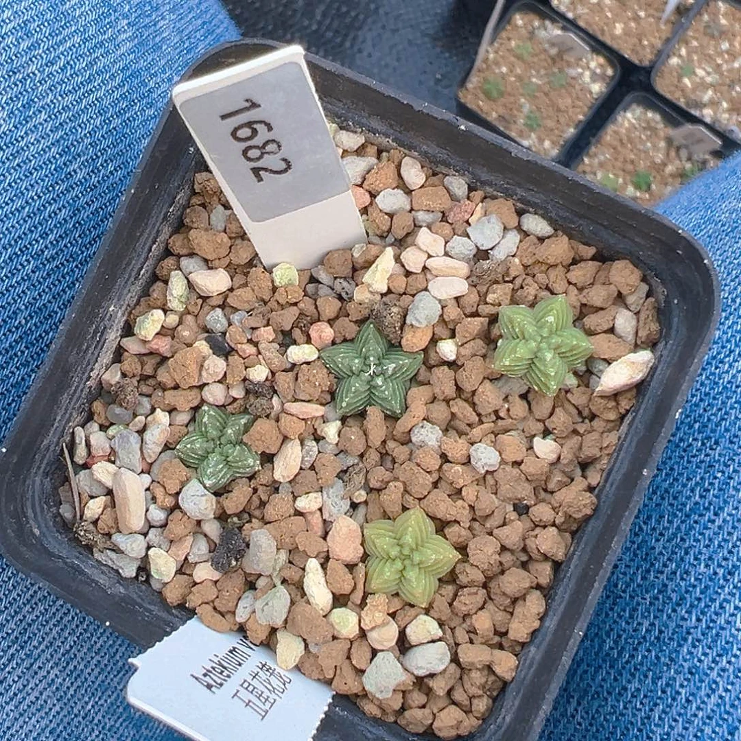 1682中间的五星花笼