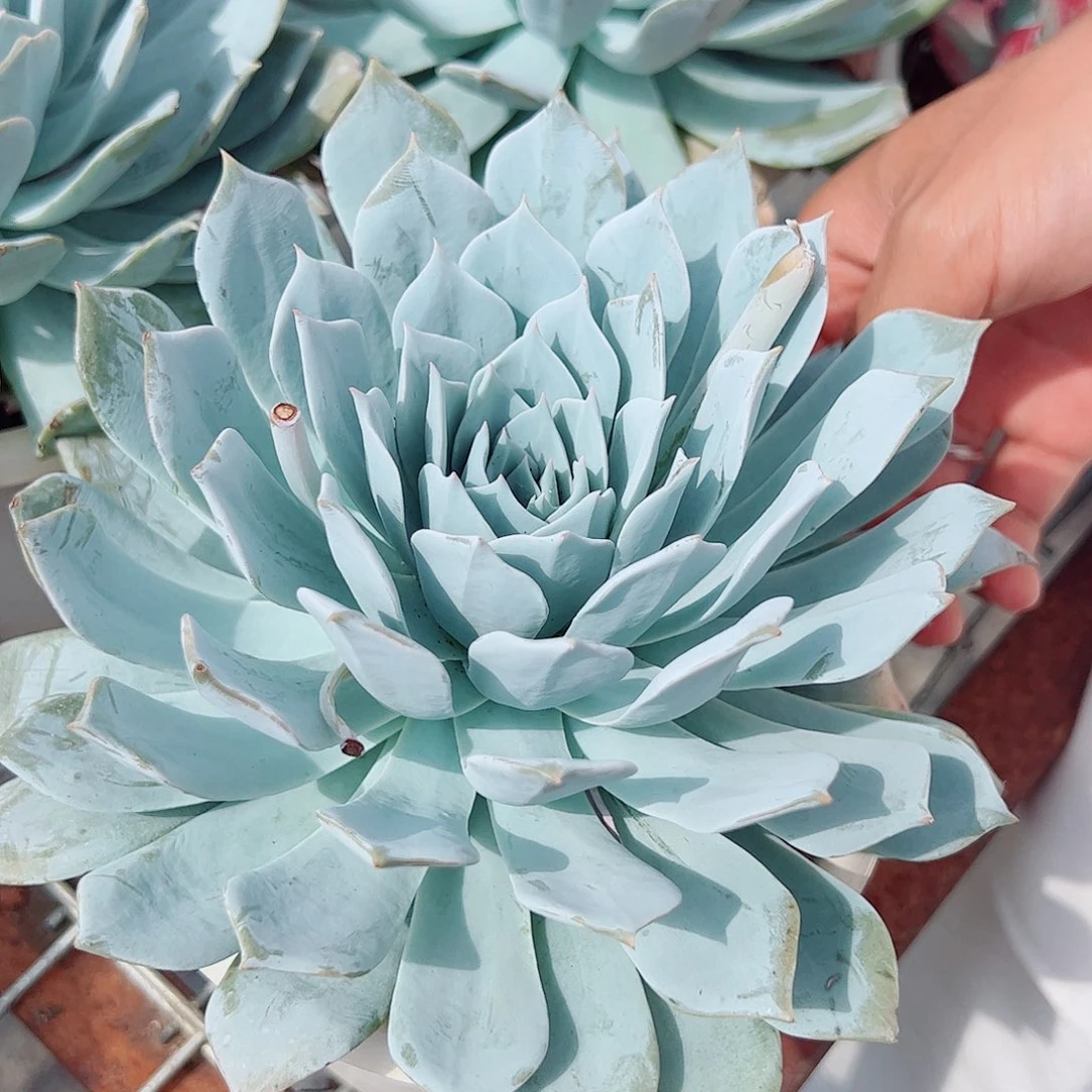 薄叶蓝鸟 特大单头