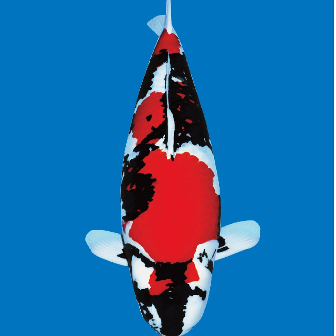 诚泽直播链接精品观赏鱼精品锦鲤活体