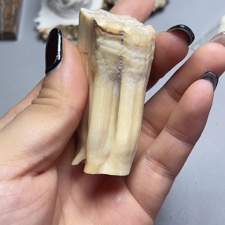 大果紫檀（缅甸花梨）