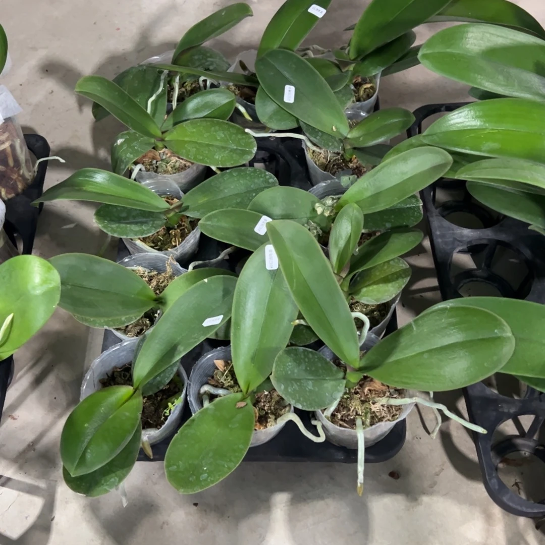 当前无花栽培后可以开花处理破损苗彩虹独角兽凑单发货一颗不发货