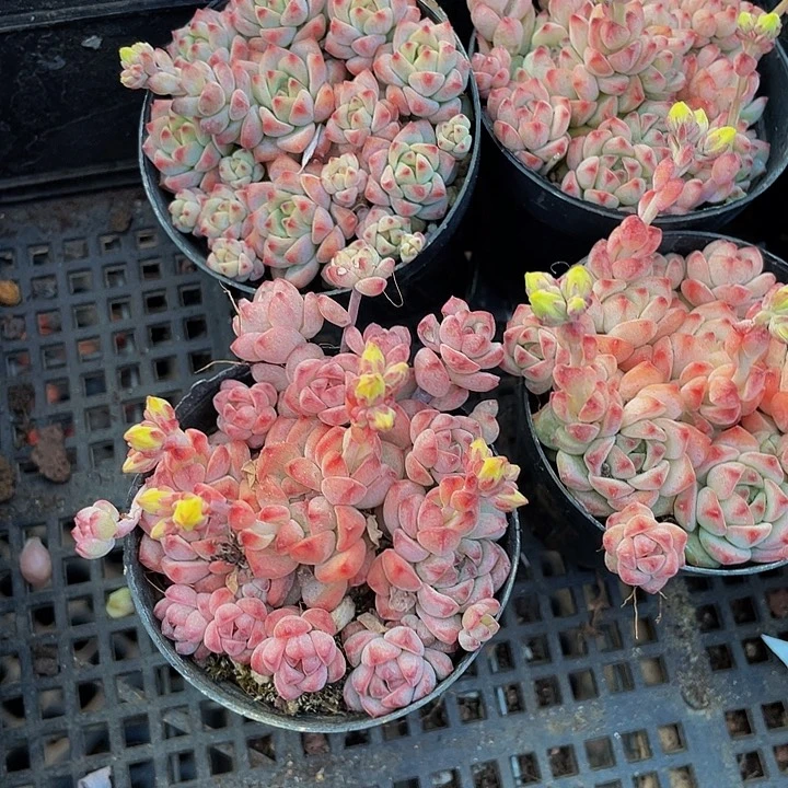焦糖精灵5.8带盆