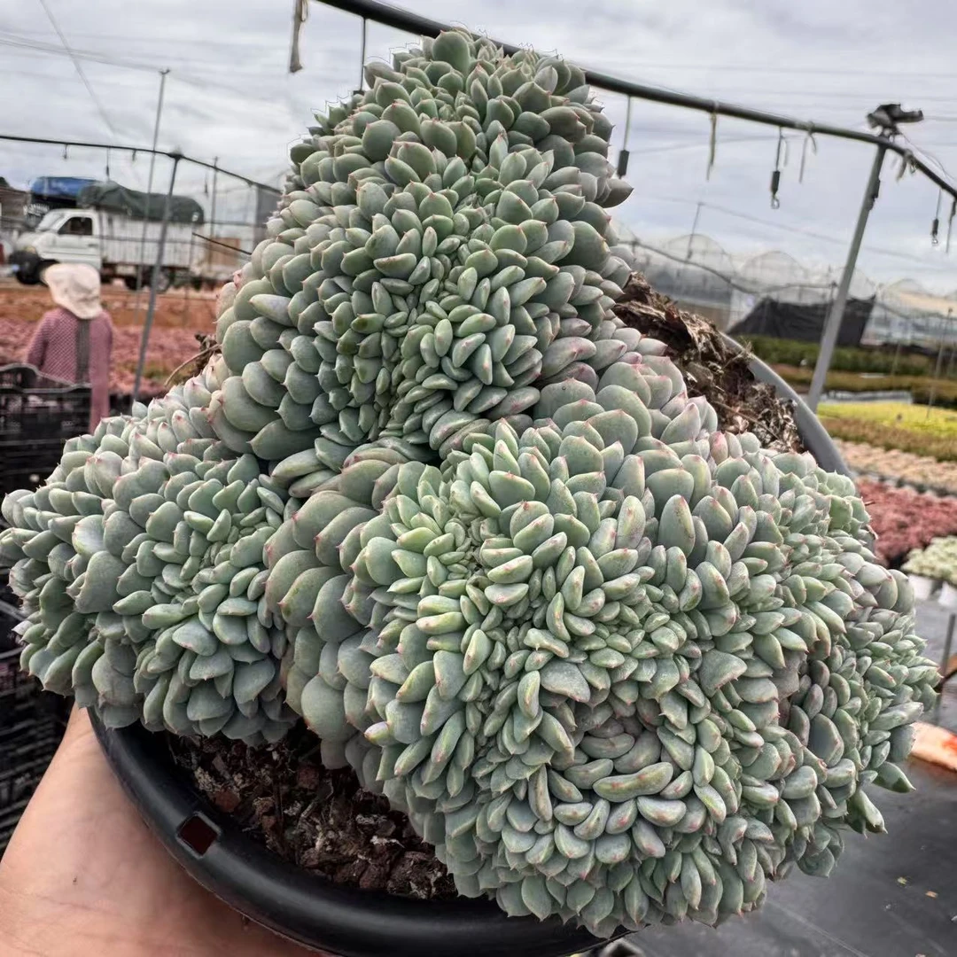 云漫多肉 盆栽白胖子缀化植物冠幅22-24㎝多肉植物