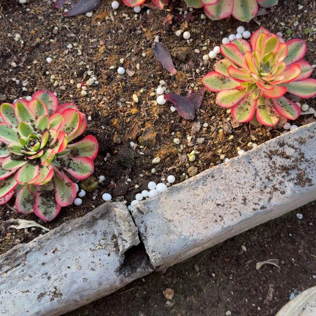 洁发货。 多肉植物。