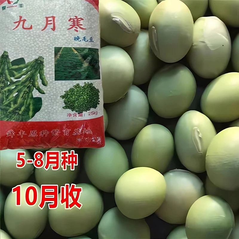 大粒[九月鲜毛豆种子]晚熟重阳豆种子青皮豆菜毛豆种子蔬菜种高产