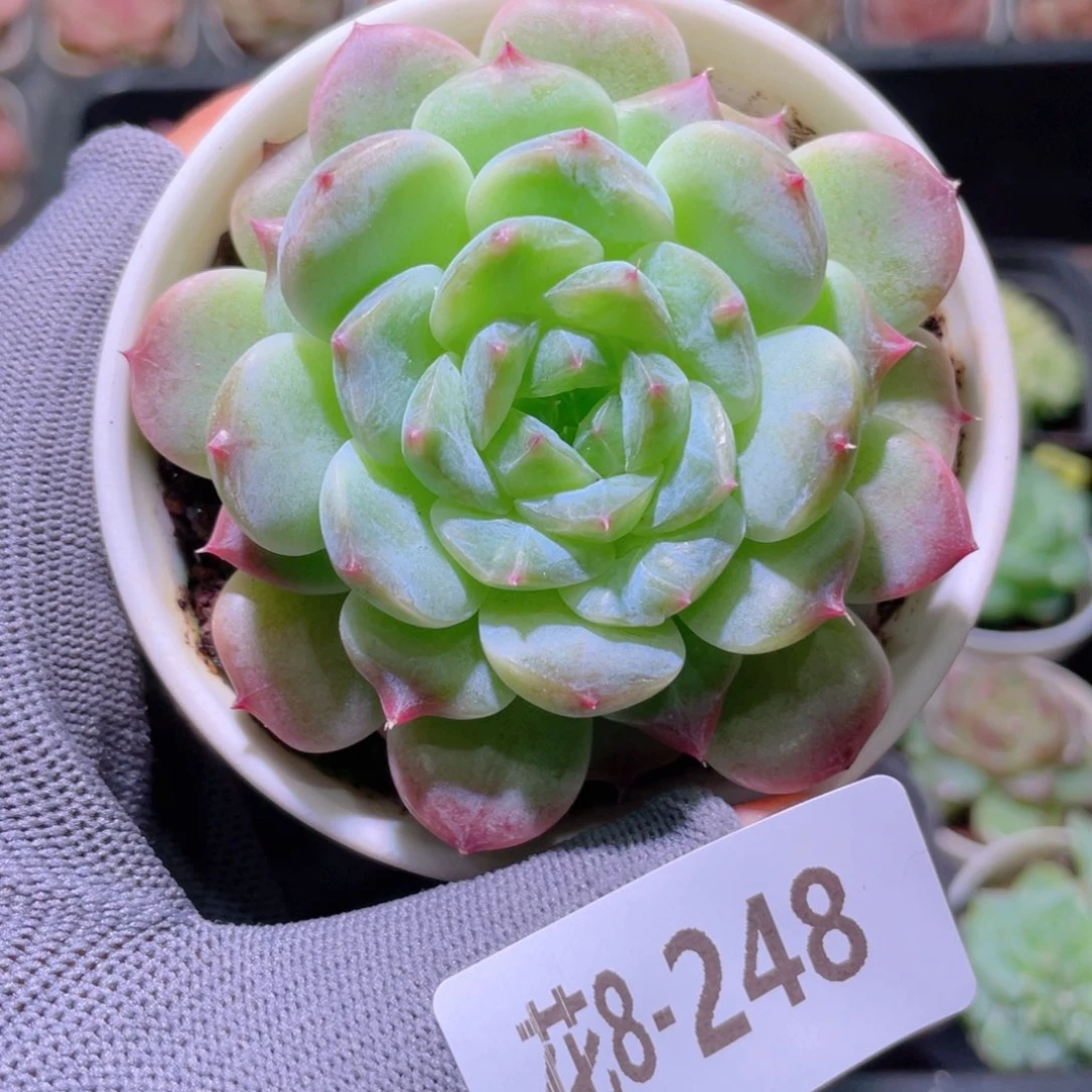 花利美 8-248秘境冰魄