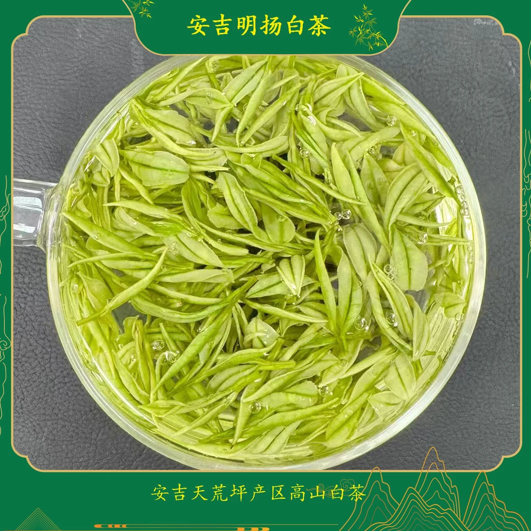 2025安吉母品极白天荒坪原产地白茶鲜爽正味浓兰香送礼明前茶绿茶