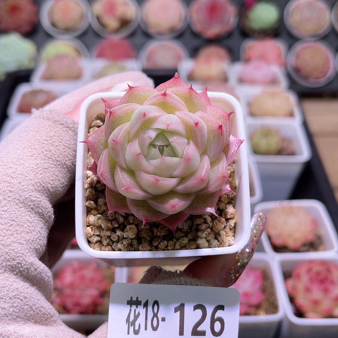 花利美18-126麦秆单头