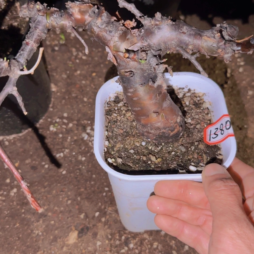破***物块根植物块根植物