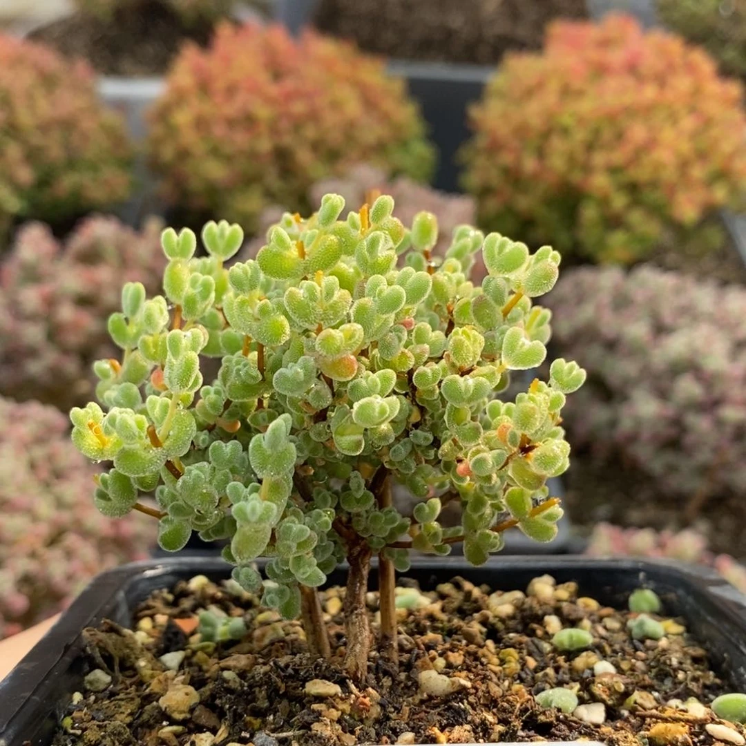 茹实生莱斯5690枝干番杏