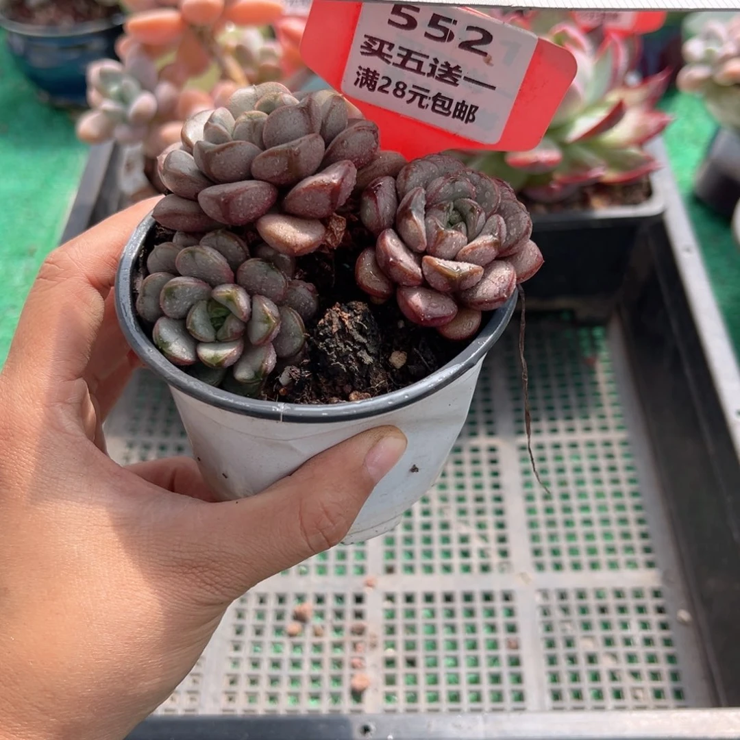 表妹精品多肉植物552.