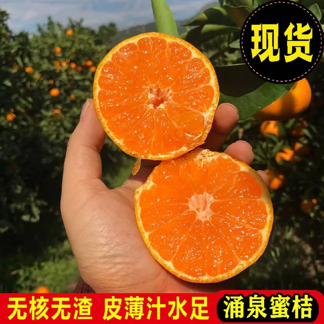 正宗涌泉蜜桔浙江临海涌泉蜜桔宫川早熟极速鲜包邮现摘现发桔子T3