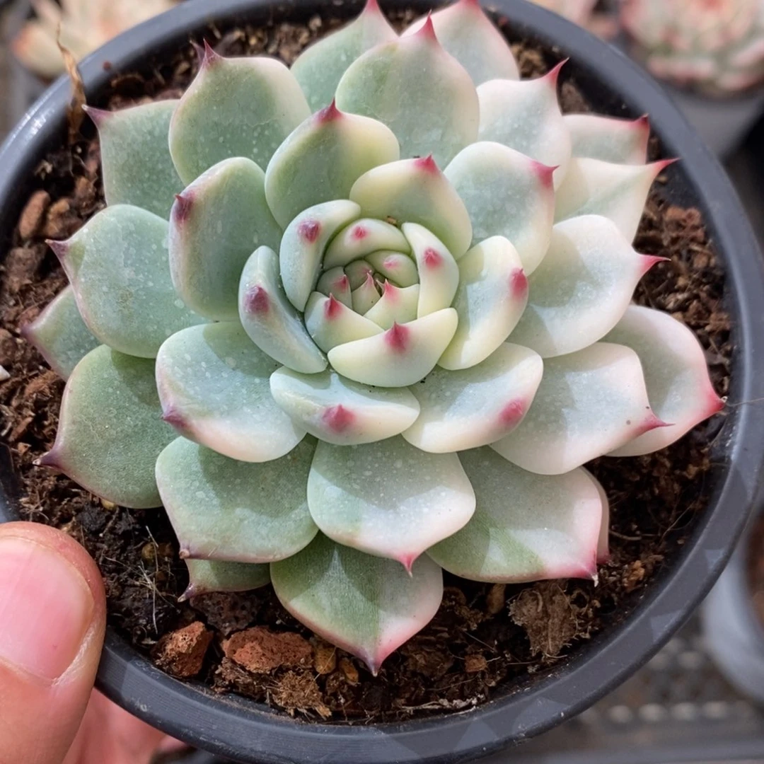 吉娃娃多肉植物9264