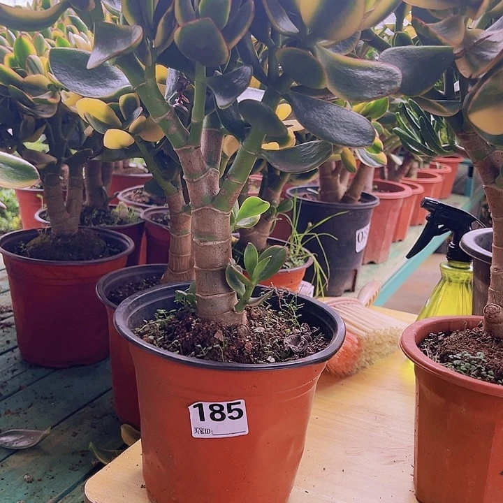 185号新花月景不带盆一物一拍