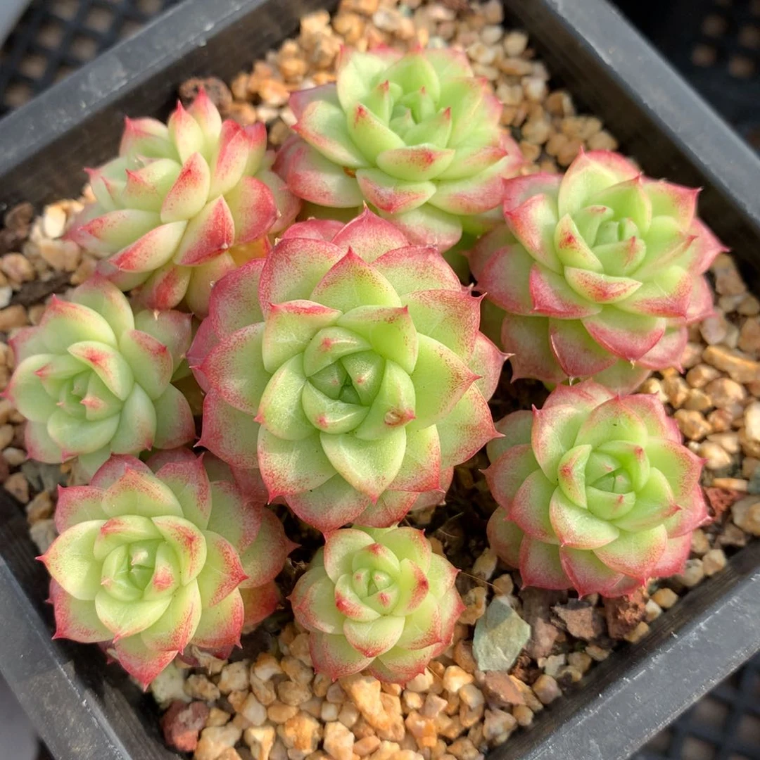 0204-62 麦杆优选