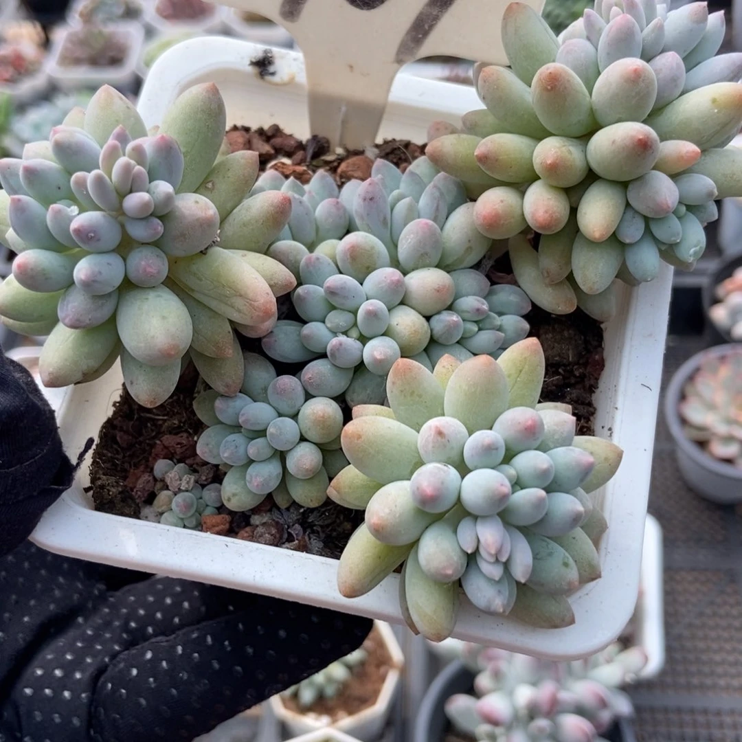 907婴儿手指多肉植物