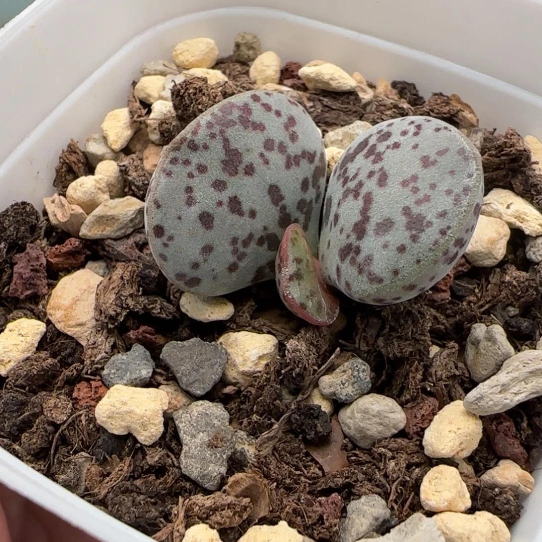 花蛋水泡多肉植物