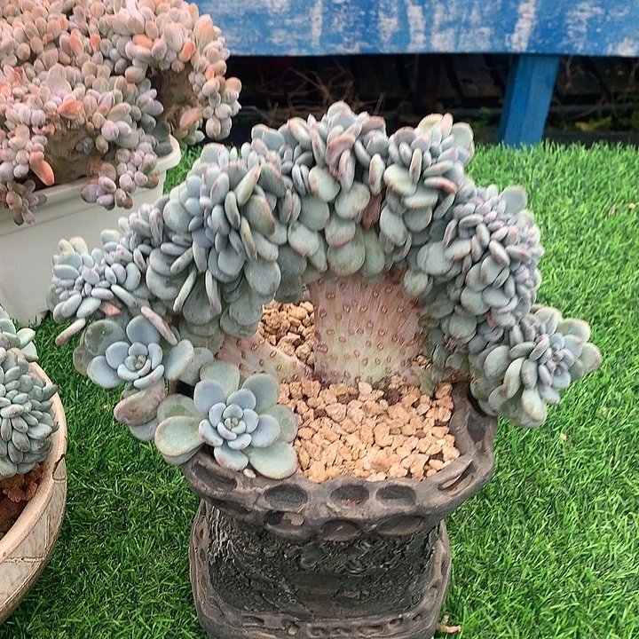 香雪海缀化1111112