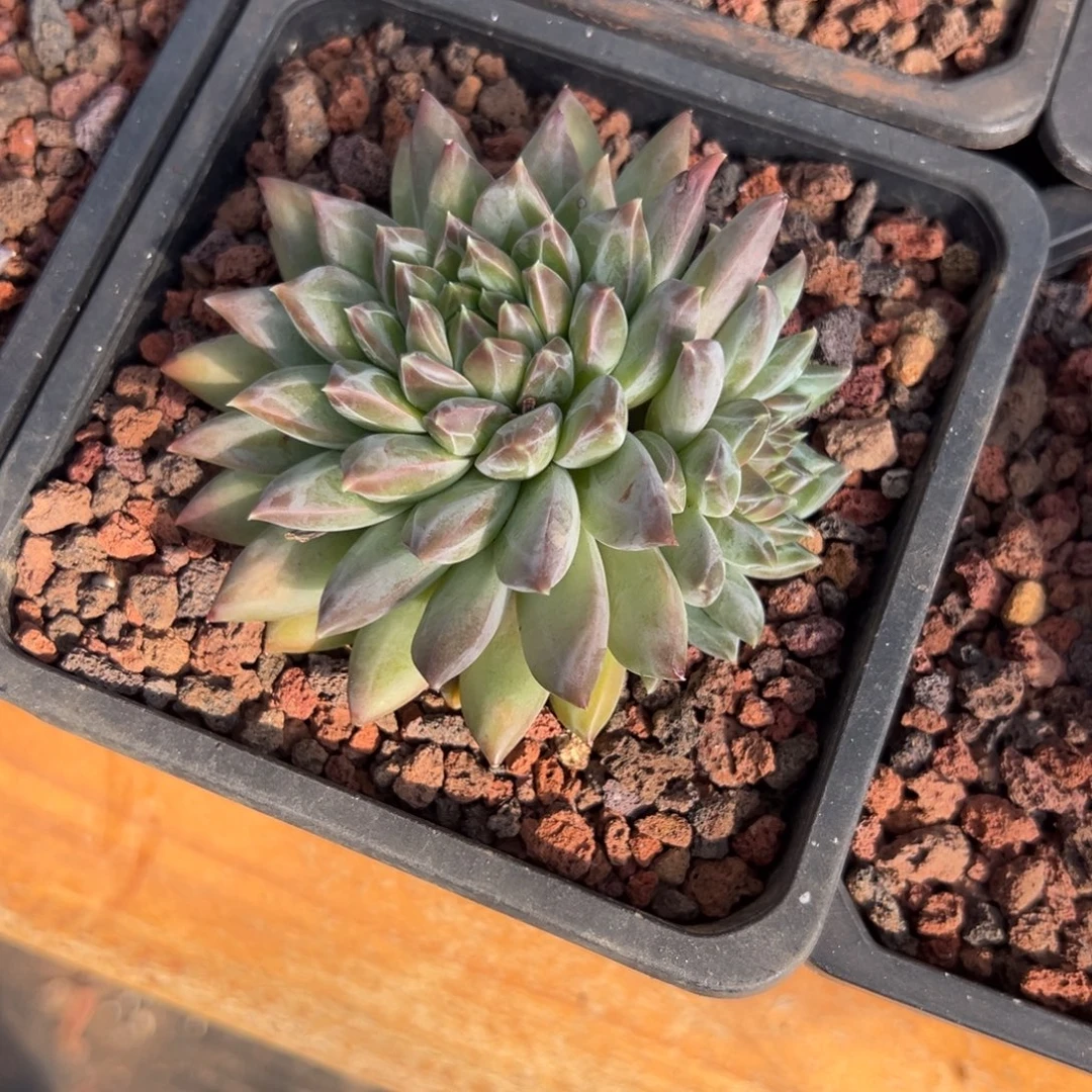 多肉克拉克【满18包邮】