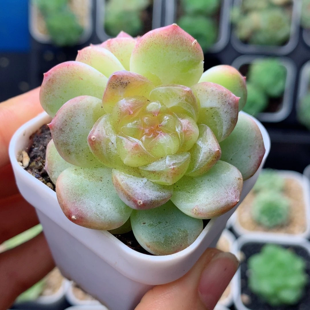 58包邮  群生不包整 116
