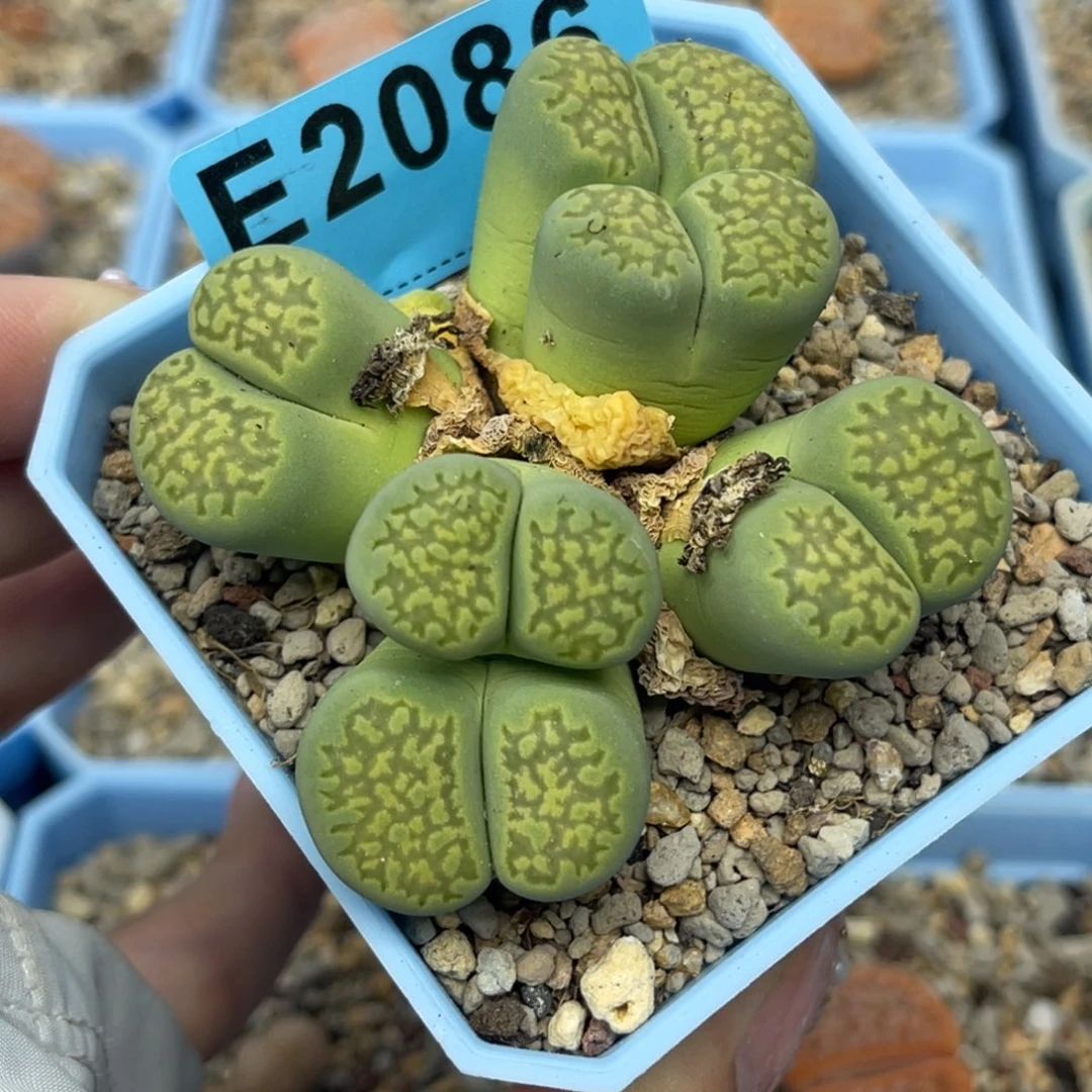 2086六头绿福来群一颗
