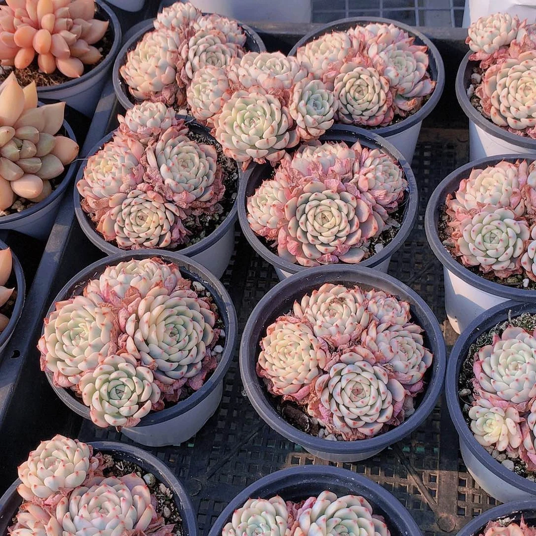 姬莲锦群24567899000000