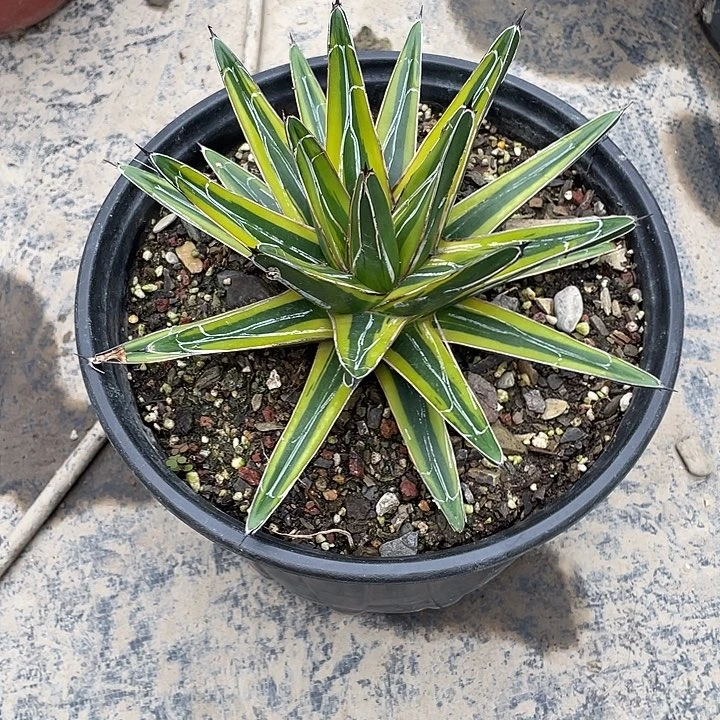 侯***哥无花朵龙舌兰绿色植物