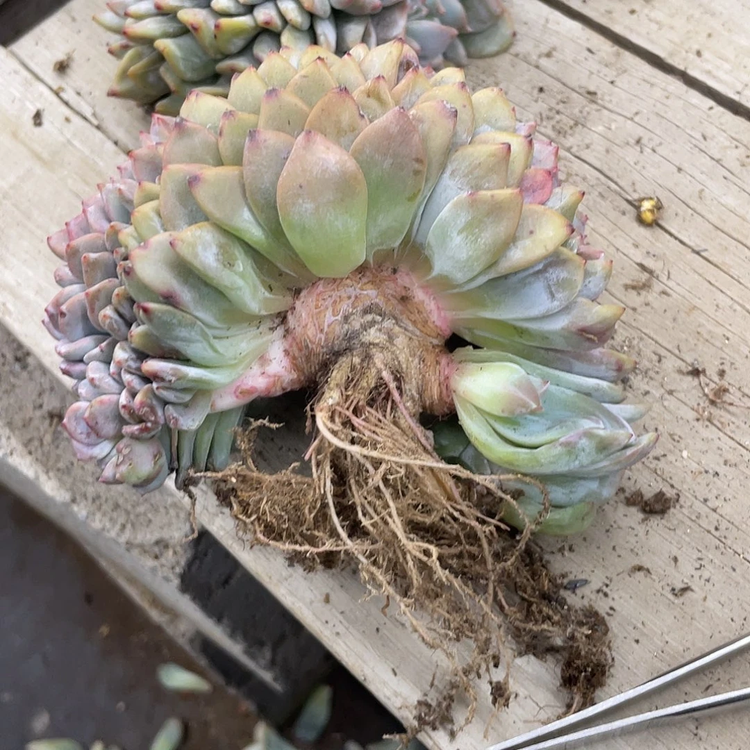 依***依瑕疵-星影缀一个。