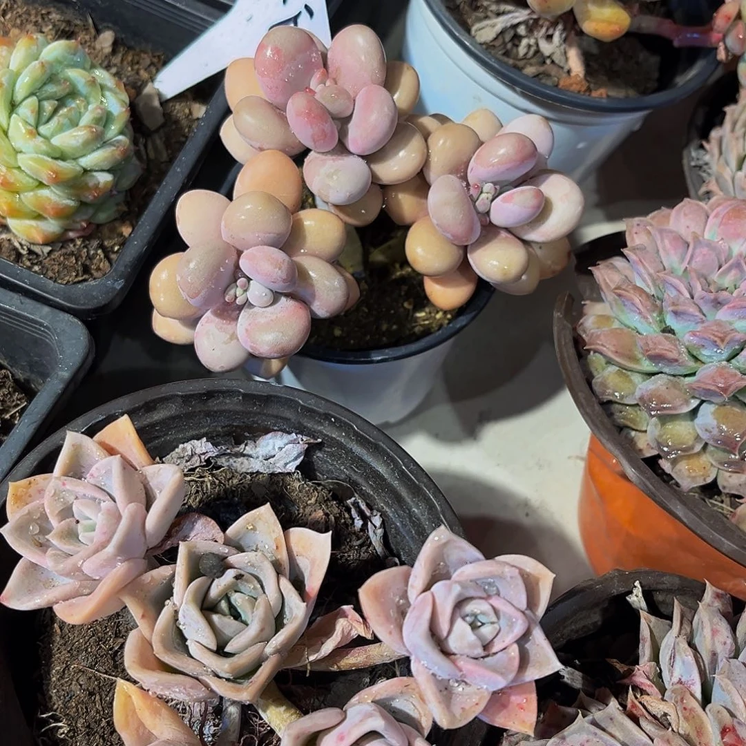 桃蛋多肉9.9包邮