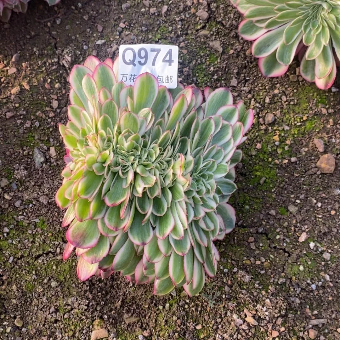 V****维974倾城缀有瑕疵无售后多肉