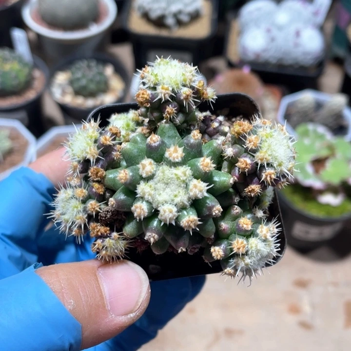 216短豪刺金虎泉