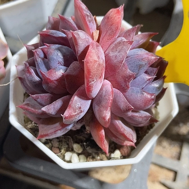 多肉植物蓝莓643多肉