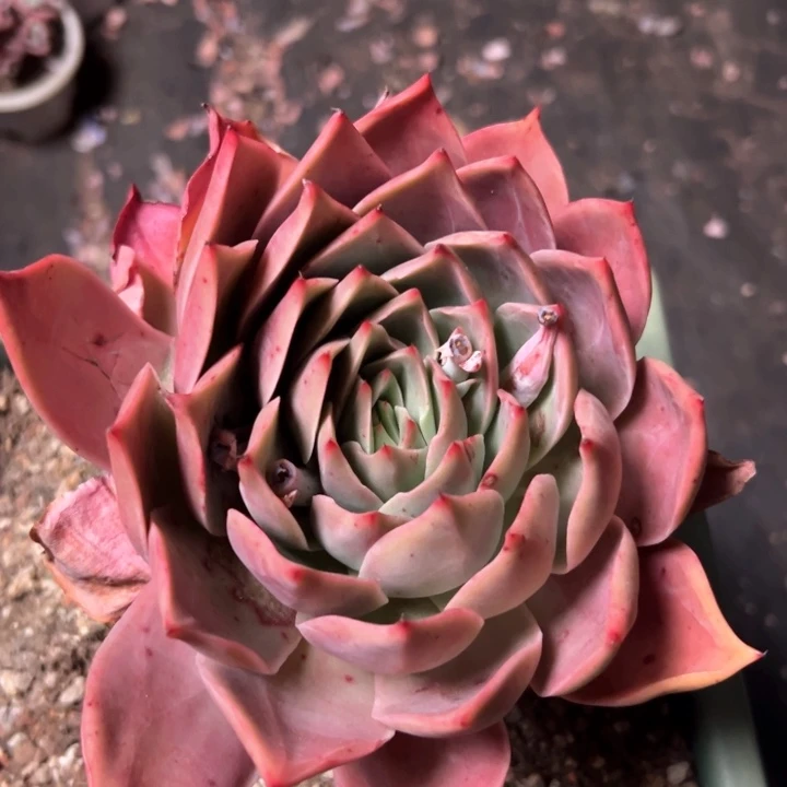 113 美猴王 一物一拍