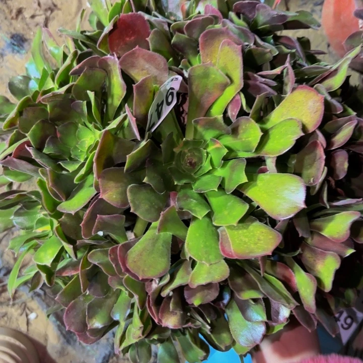 947香妃七彩多肉植物不售后