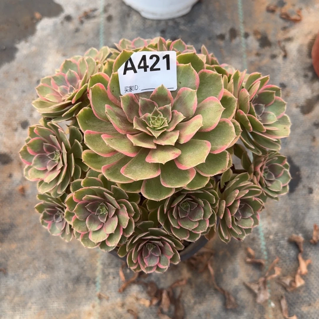 粉花妖一物一拍421