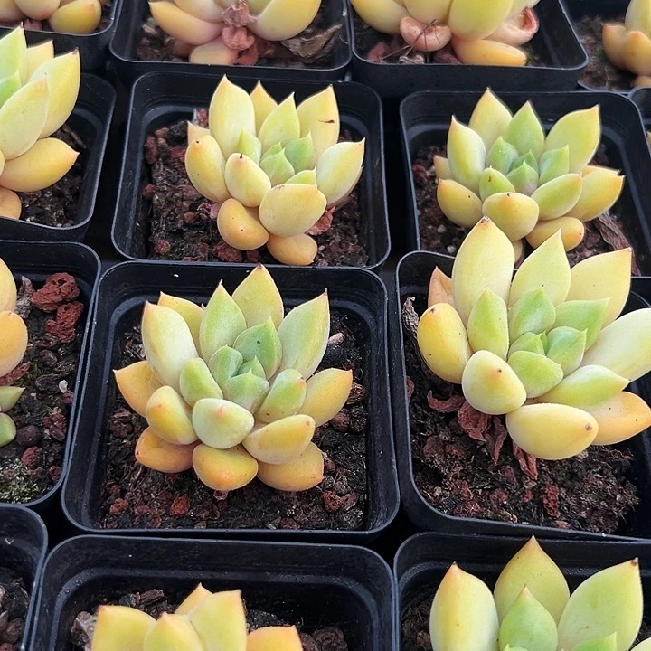 单头  黄金象牙  福利