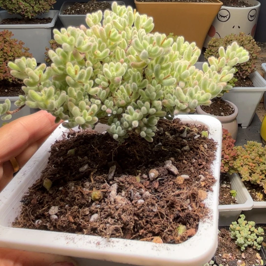 点**活紫冰晶优选枝干番杏