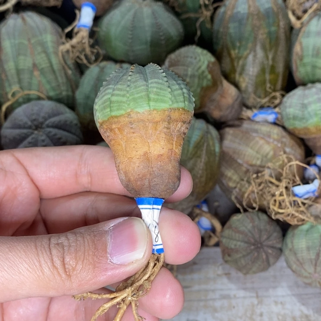 24 欧系实生布纹球多肉植物