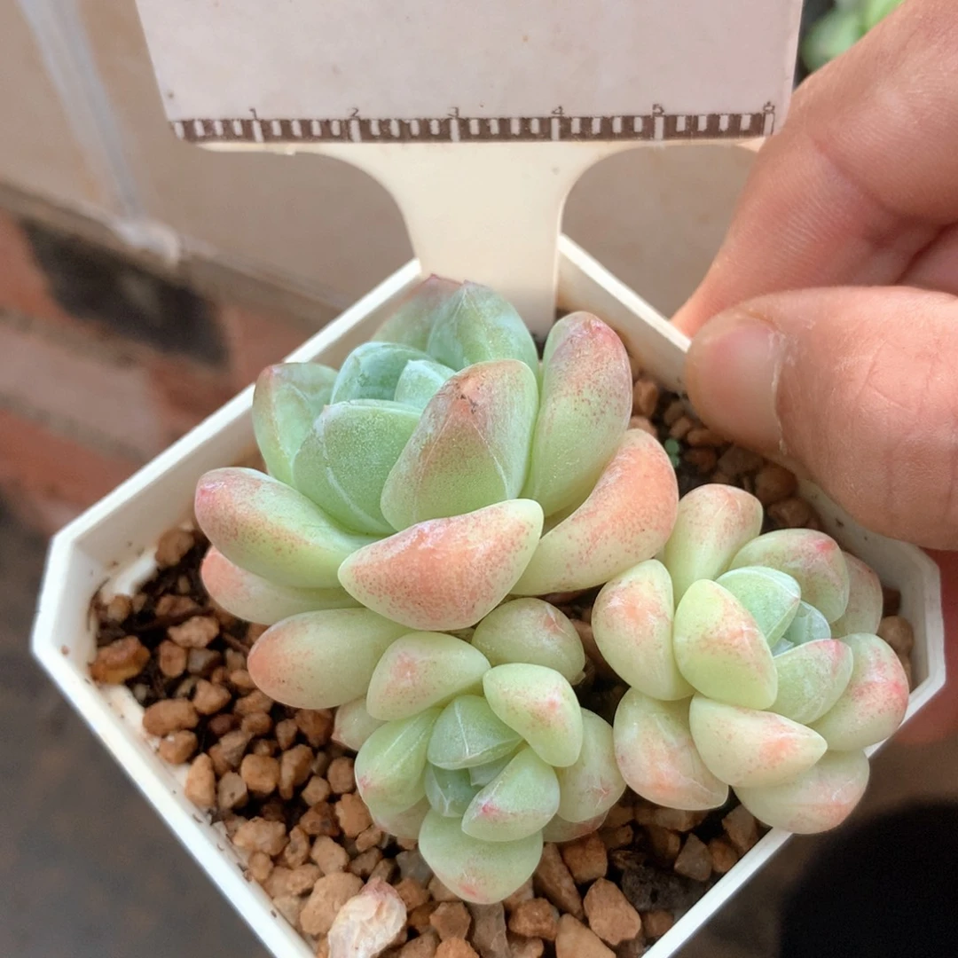 冰玉老桩自然群58包邮